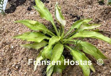 Hosta Lemon Zinger